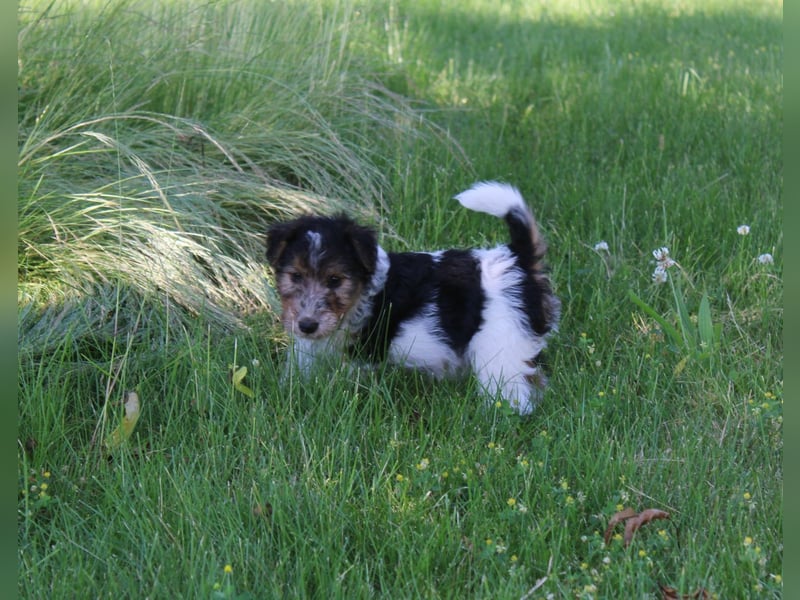 Foxterrier Welpen .