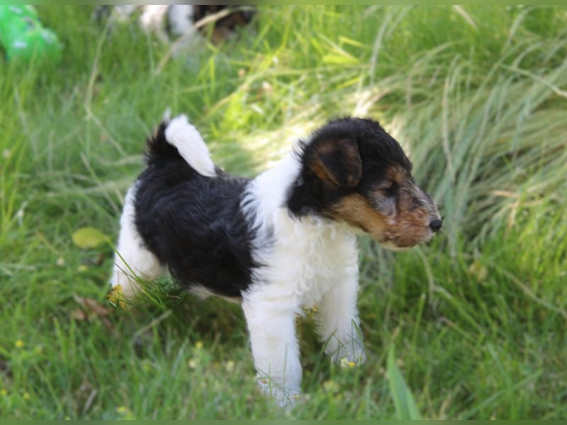 Foxterrier Welpen .