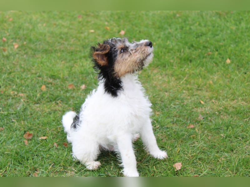 Foxterrier Welpen mit Ahnentafel. Rüden.