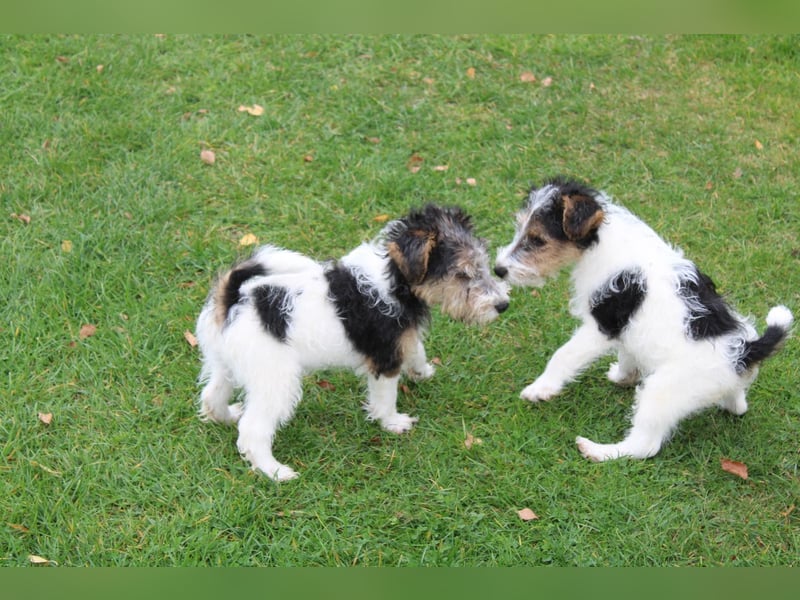 Foxterrier Welpen mit Ahnentafel. Rüden.