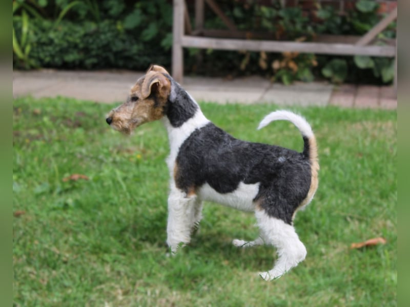 Drahthaar Foxterrier Rüde 3 Monate.