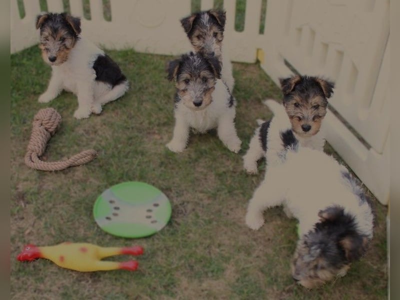 Drahthaar Foxterrier Welpen.