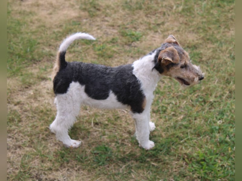 Drahthaar Foxterrier Rüde 3 Monate.
