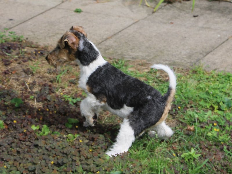 Drahthaar Foxterrier Rüde 3 Monate.
