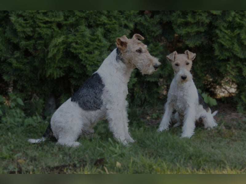 Foxterrier Welpe. Rüde.