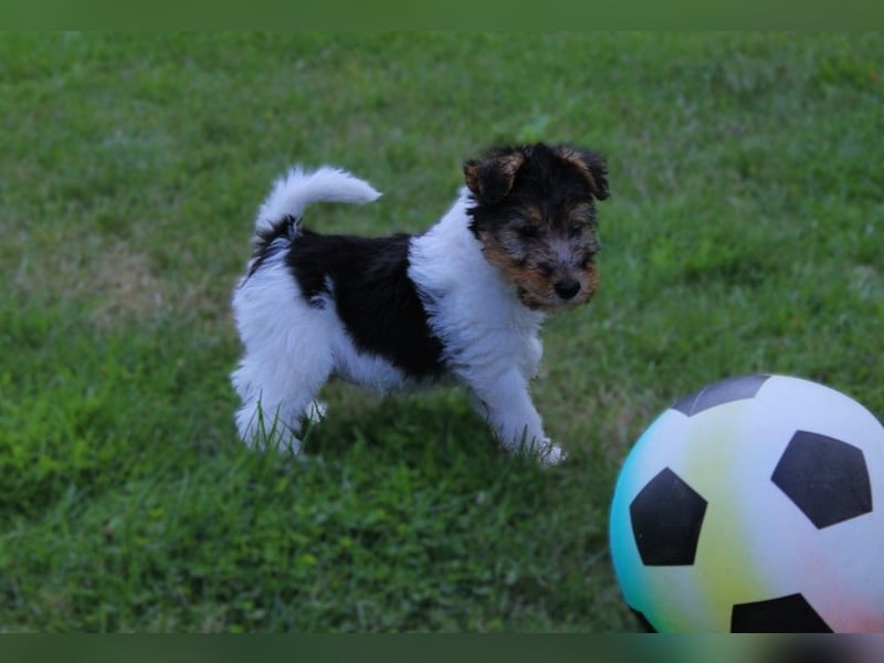 Drahthaar Foxterrier Welpen.