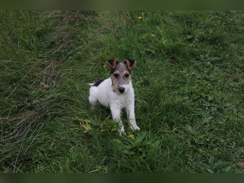 Foxterrier Welpe. Rüde.