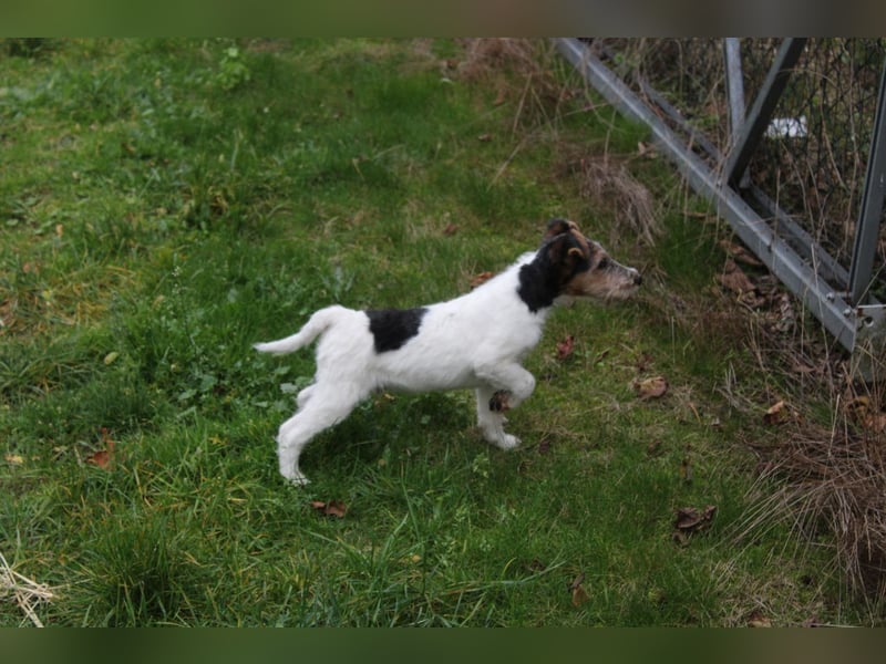 Foxterrier Welpe. Rüde.