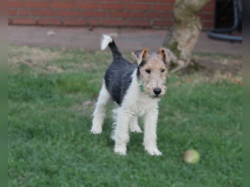 Foxterrier Welpe. Rüde.