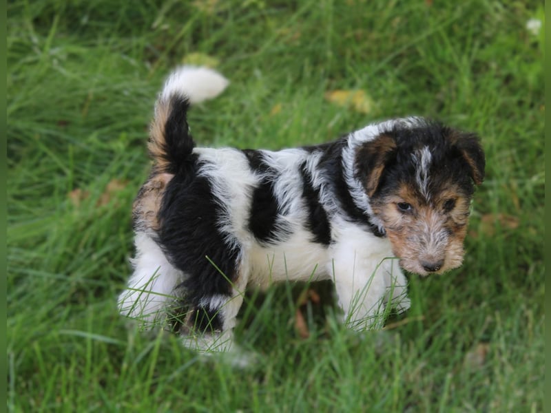 Foxterrier Welpen .