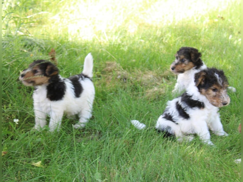 Foxterrier Welpen .