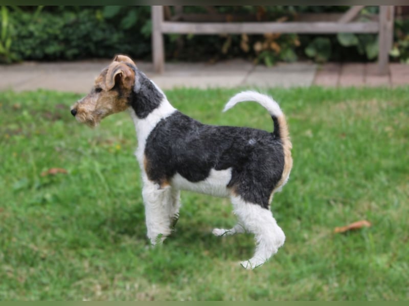 Drahthaar Foxterrier Rüde 3 Monate.