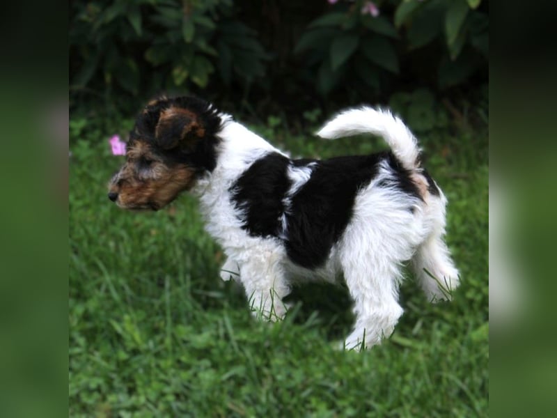 Drahthaar Foxterrier Welpen.