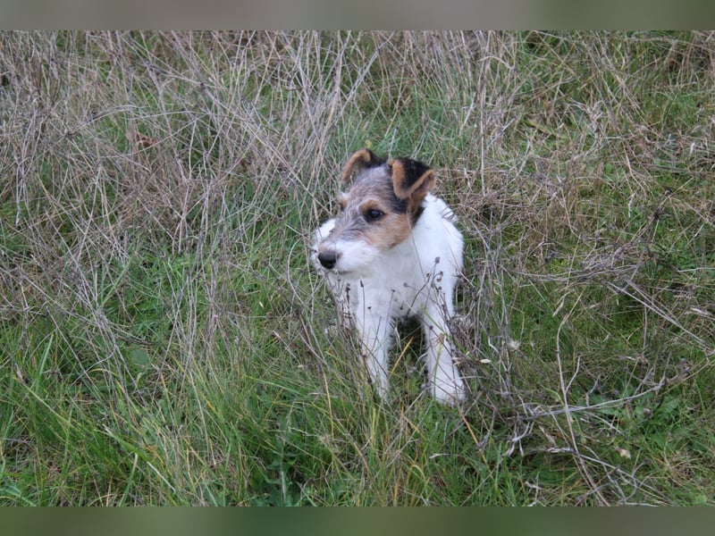 Foxterrier Welpe. Rüde.
