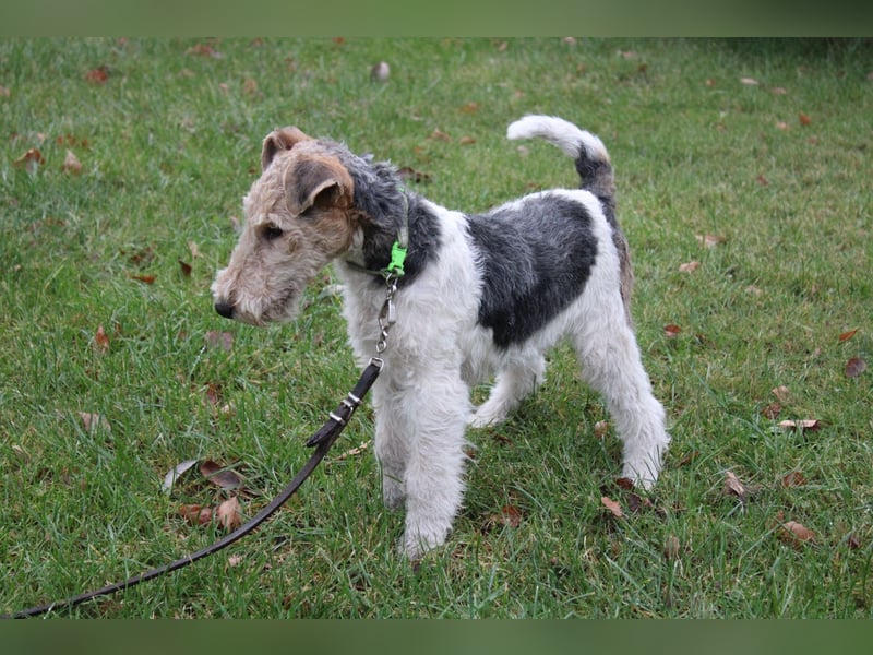 Drahthaar Foxterrier Rüde 4 Monate.