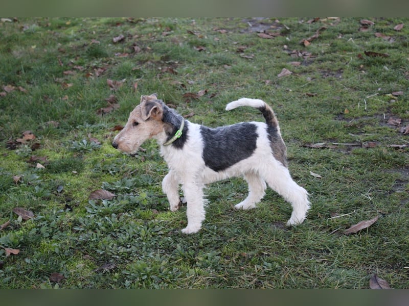 Foxterrier Welpen .