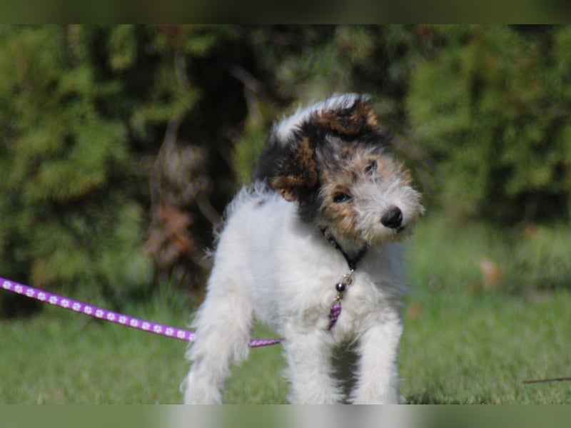 Foxterrier Welpe. Rüde.