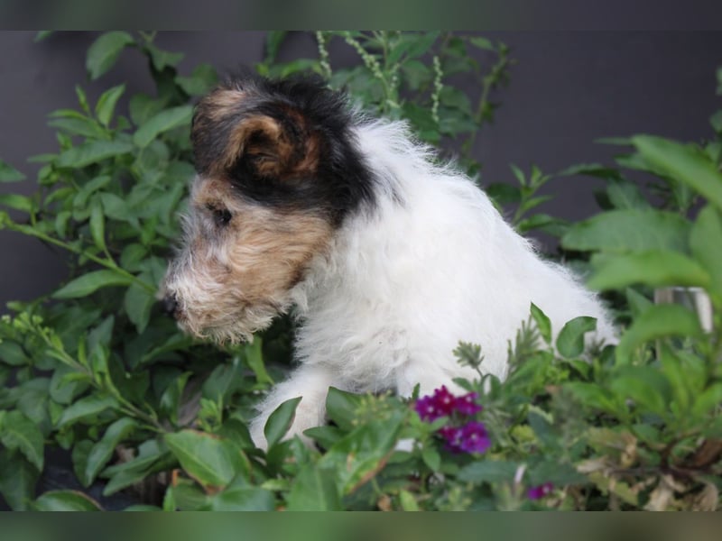 Foxterrier Hündin 2 Monate.