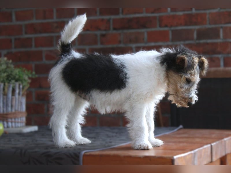 Foxterrier Hündin 2 Monate.