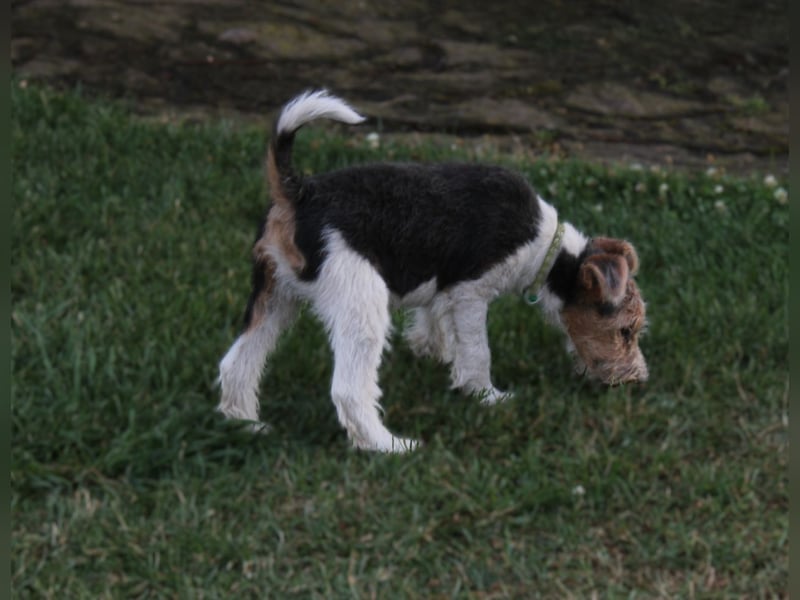 Drahthaar Foxterrier Rüde 3 Monate,  mit Ahnentafel.