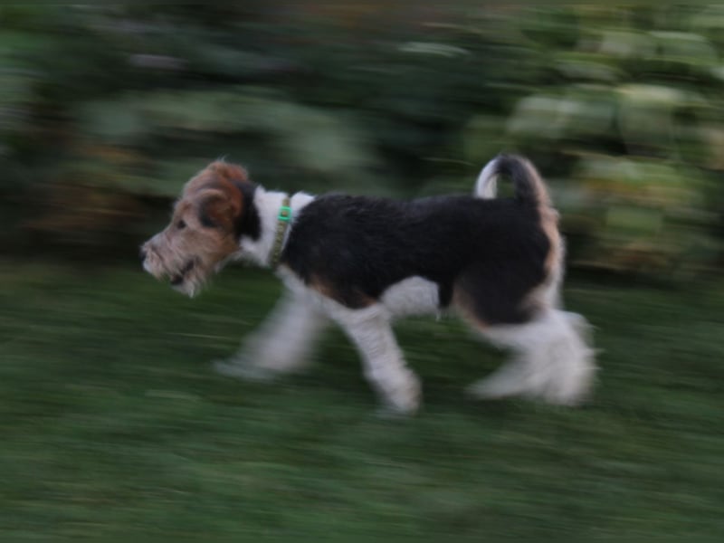 Foxterrier Welpe. Rüde.