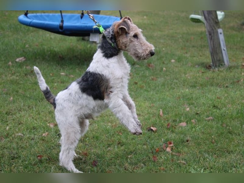 Drahthaar Foxterrier Rüde 4 Monate.