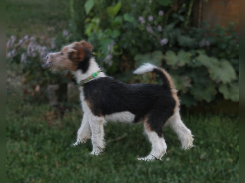 Drahthaar Foxterrier Rüde 3 Monate,  mit Ahnentafel.