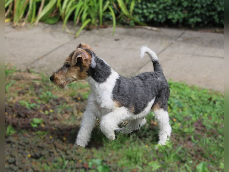 Drahthaar Foxterrier Rüde 3 Monate.