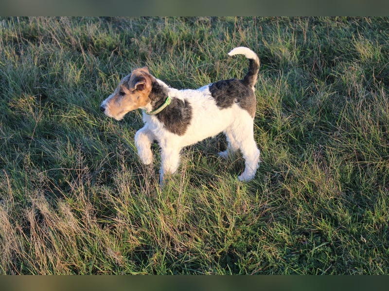 Drahthaar Foxterrier Rüde 4 Monate.
