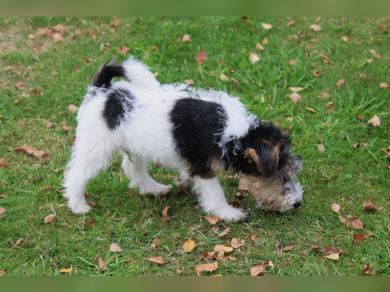 Foxterrier Welpen mit Ahnentafel. Rüden.