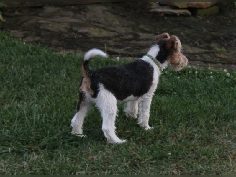Foxterrier Welpe. Rüde.