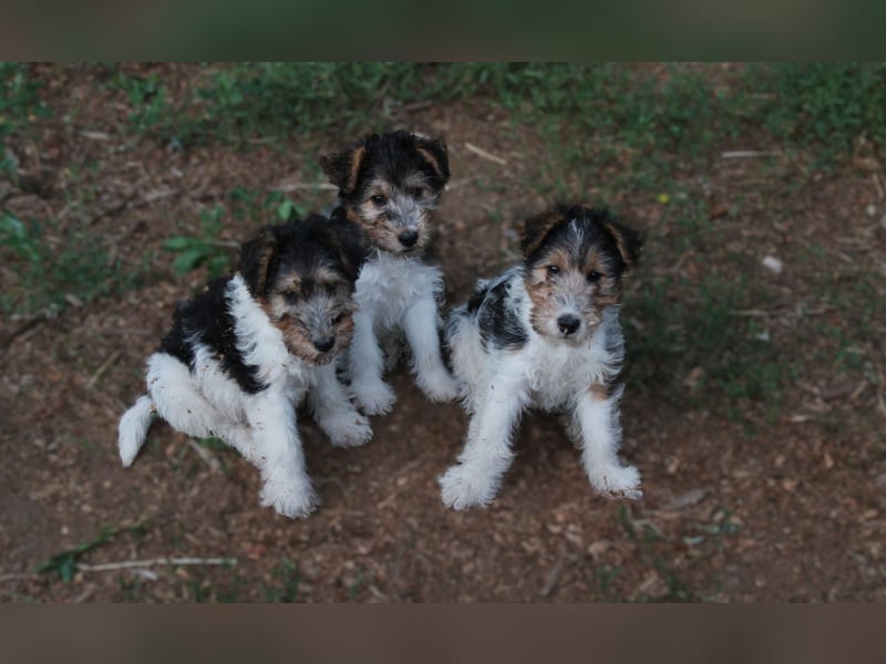 Foxterrier Welpe. Rüde.