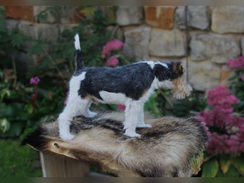 Drahthaar Foxterrier Rüde 3 Monate.