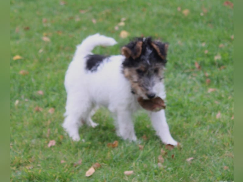 Foxterrier Welpen mit Ahnentafel. Rüden.
