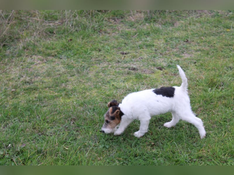 Foxterrier Welpe. Rüde.