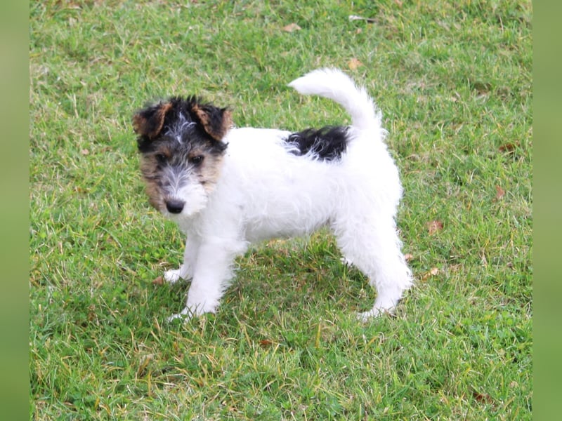 Foxterrier Welpen mit Ahnentafel. Rüden.