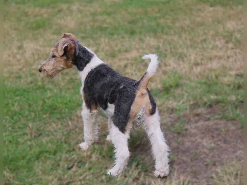 Drahthaar Foxterrier Rüde 3 Monate.