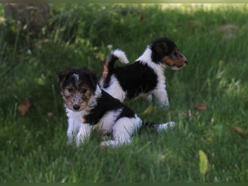 Foxterrier Welpen .