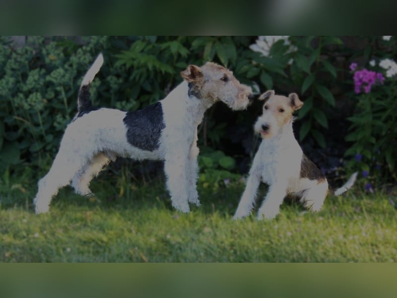 Foxterrier Welpe. Rüde.
