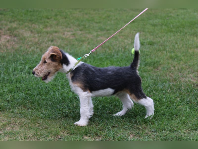 Drahthaar Foxterrier Rüde 3 Monate,  mit Ahnentafel.