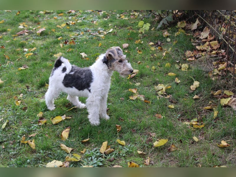 Foxterrier Welpen .