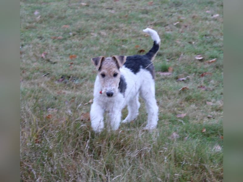 Drahthaar Foxterrier Rüde 4 Monate.
