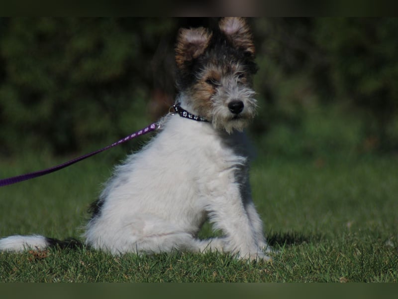Foxterrier Welpe. Rüde.