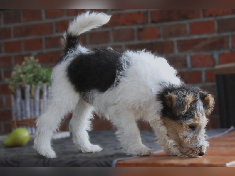 Foxterrier Hündin 2 Monate.