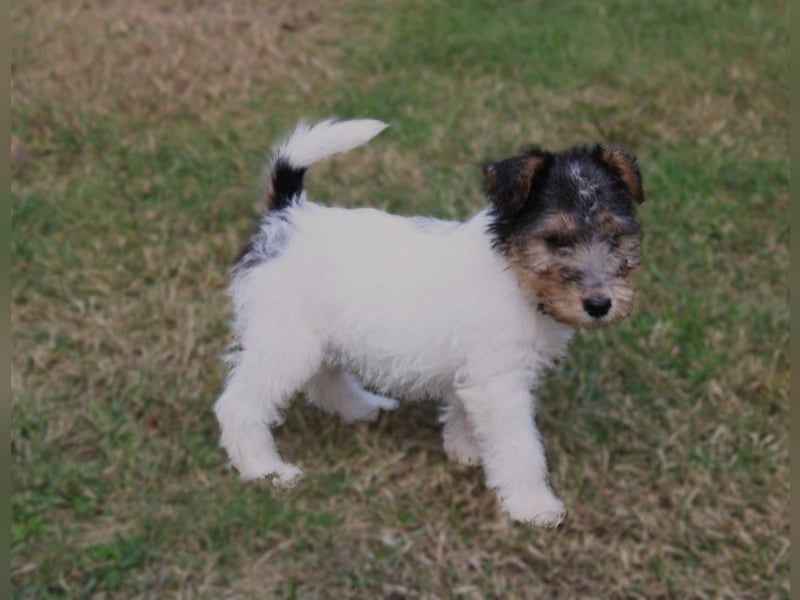 Drahthaar Foxterrier Welpen.