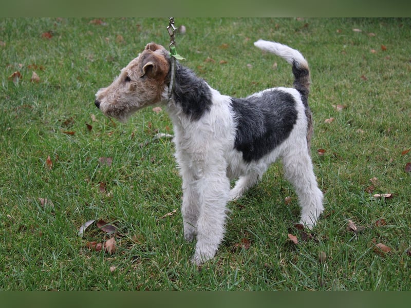 Foxterrier Welpe Rüde mit Ahnentafel.