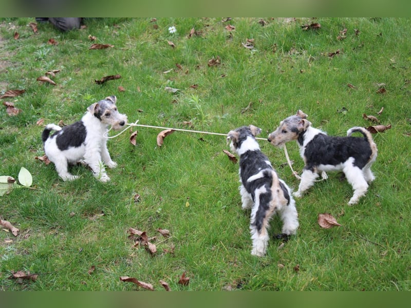 Foxterrier Welpen .