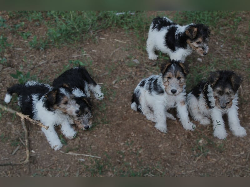 Foxterrier Welpe. Rüde.