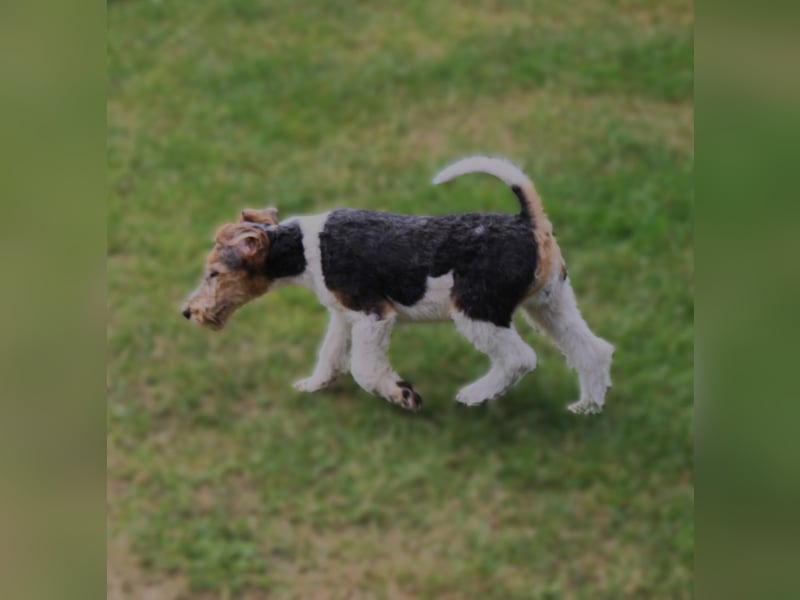 Drahthaar Foxterrier Rüde 3 Monate.