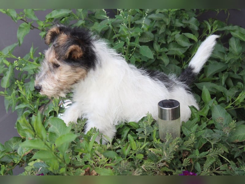 Foxterrier Hündin 2 Monate.